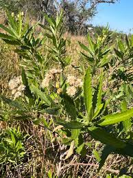 Image result for Nidorella ivifolia