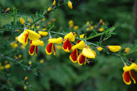 Image result for Broom Yellow 2005 Sprinter