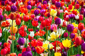 Why the flowers bloom is a mystery though. The Meaning Of Tulip Colors In Holland Tulip Festival Amsterdam