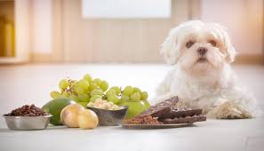 Ricordiamo inoltre gli effetti antivitaminici ed antienzimatici di alcuni alimenti se somministrati a crudo (albume d'uovo, pesce e soia). Alimenti Tossici E Pericolosi Per Il Cane Ecco Quali Evitare Perpets