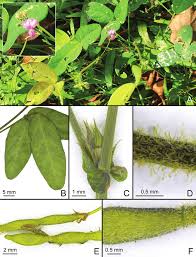 Image result for Desmodium scorpiurus