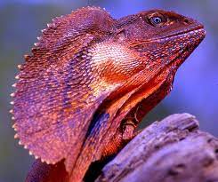 Frill Neck Lizard Frilled Lizard Lizard Lizard Image