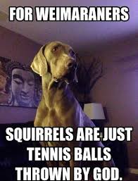 14 Funny Weimaraner Memes That Will Make You Smile Petpress Weimaraner Weimaraner Puppies Weimaraner Funny