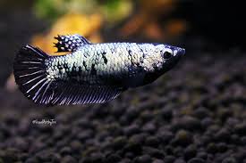 The fish depicted in the picture will be the fish you receive unless otherwise stated. Female Black Dragon Halfmoon Betta Splendens Tori Callahan Flickr