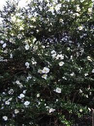 Camellia Sasanqua Setsugekka Sasanqua Pure White Medium Semi Double Slight Fragrance Early Season Upright Rounded Form Ide Hedging Plants Plants Hedges