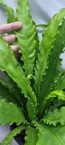 Image result for Asplenium africanum