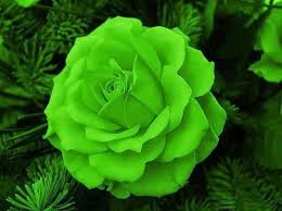 We did not find results for: Pin Su Verde