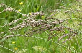 Tall Fescue Naturespot