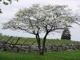 Dogwood Cornus Florida Appalachian Spring If I Plant A Dogwood Tree This Is The One To Purchase They All Come Dogwood Trees Dogwood Spring Landscape