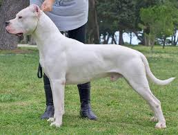 Dogo Argentino Wikipedia