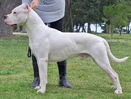 dogo argentino wikipedia