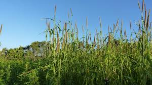 Image result for Cenchrus americanus