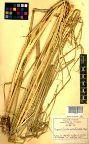 Image result for Hyparrhenia subplumosa