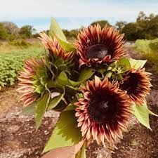 Basecamp Farms On Instagram Look Who Is Making Her 2019 Appearance At The Farm Procut Plum Sunflowers These Drama Queens Drama Queens Instagram Sunflower