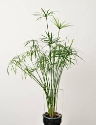 Umbrella Grass Cyperus Houseplants Low Light Plants Low Light Plants