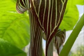 Image result for Araceae