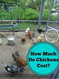 Raising quail is also easy, and since they are less than half the size of chickens, they do not take much space, time or resources. How Much Do Chickens Cost To Keep