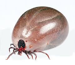 Image result for Tick Paralysis