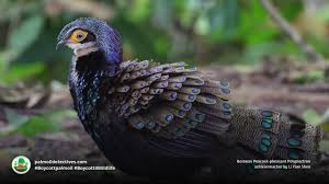 Image result for Paralepistemon shirensis