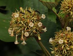 Image result for Sabicea bequaertii