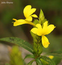 Image result for Barleria crossandriformis