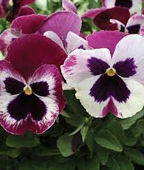 Pansy Rose Wing Seeds And Plants Flowers At Burpee Com Pansies Flowers Pansies Flower Seeds