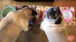 The farmer's dog cost varies because this premium dog food is customized for your pet. Hate Noisy Eaters Then You Might Want To Mute This Ad Featuring Dogs Eating Dinner
