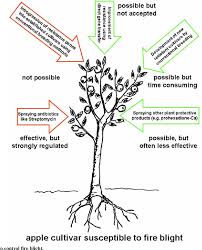 Fire blight on the branch of an apple tree. Pdf Improvement Of Fire Blight Resistance In Apple And Pear Semantic Scholar
