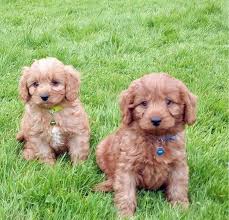 Check spelling or type a new query. Cavapoo Puppies Posts Facebook