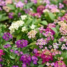 Pansy viola x wittrockiana Matrix Yellow Blotch