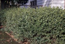 Image result for Hippocratea crenata