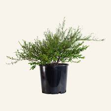 Image result for Phyllanthus polyspermus
