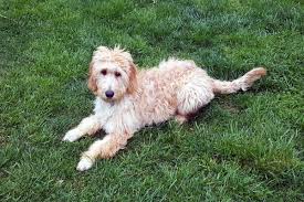 Get a boxer, husky, german shepherd, pug, and more on kijiji, canada's #1 local classifieds. Over 447 Goldendoodle Names Adorable To Rugged Simply Poodles