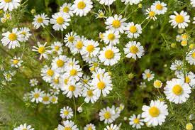 Chamomile Plant Tea And Oils Health Benefits And Uses