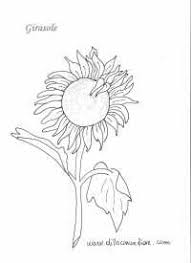 I Girasoli Da Colorare Disegno Da Colorare Girasoli