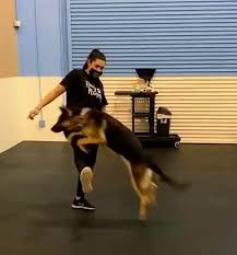 The puppy socialization checklist is a comprehensive socialization list. Dog Training Orange County Lake Forest Ca Pup Up Hooray