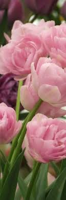 Pink Tulips 3 Make Money Daily With Gwf Http Www Globalwealthfactor Com Index Php Id Customerbizz Flowers Pretty Flowers Pink Flowers