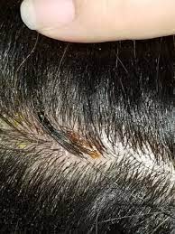 Locate the top rated haircut salons nearby here in hairsalonsnearme.me directory. Fantasy Hair Spa 14 Photos 28 Reviews Hair Salons 3479 Broadway New York Ny United States Phone Number