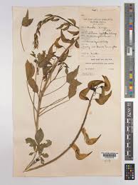 Image result for Crotalaria agatiflora