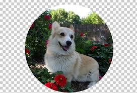Corgi dog community on instagram: Dog Breed Norwegian Buhund Icelandic Sheepdog Pembroke Welsh Corgi White Shepherd Png Clipart Canaan Dog Christmas
