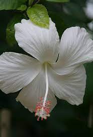 Img 5181 A White Hibiscus Hibiscus Hibiscus Plant