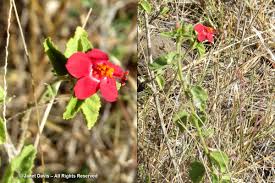 Image result for Hibiscus aponeurus