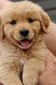 Submit your puppy pics to celebrate National Puppy Day