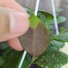 Image result for Selago lacunosa