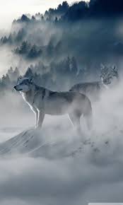 Here are only the best animated wolf wallpapers. Wolf Wallpaper Iphone Wolf Telefon Wallpaper 768x1280 Wallpapertip