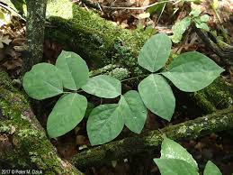 Image result for Hylodesmum