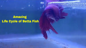 Life Cycle Of Betta Fish Youtube