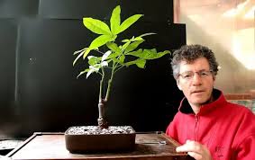 If you're the type of plant parent who tends to forget to water a plant, then it's okay because your money tree can tolerate missed watering. Guide On Money Tree Plant Care Pachira Aquatica Urbanorganicyield Com