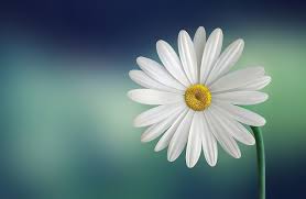 Check spelling or type a new query. 300 000 Beautiful Pictures Of Flowers In Hd
