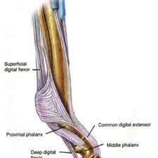 The ankle joint proper or talocrural joint, the subtalar joint, and the inferior tibiofibular joint. Torn Horse Tendon The Long Road Back From This Equine Injury Expert How To For English Riders